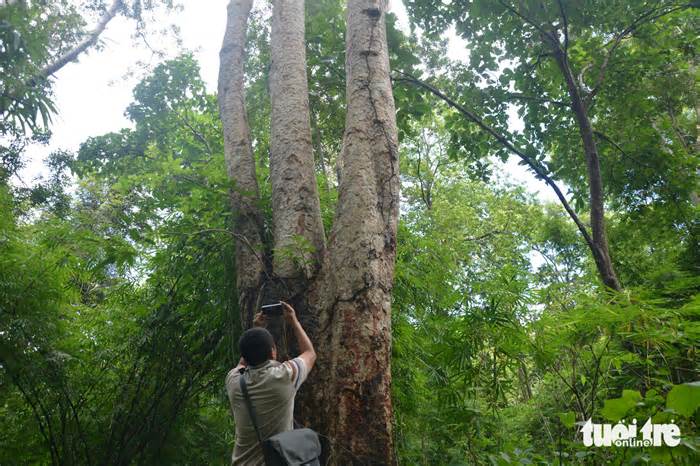 Vào lõi rừng xây hồ Ka Pét, đoàn kiểm tra xác định vị trí cây căm xe cổ thụ nằm ngoài dự án