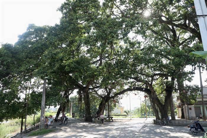 Chiêm ngưỡng cây đa 9 gốc trên 500 tuổi ở ngoại thành Hà Nội