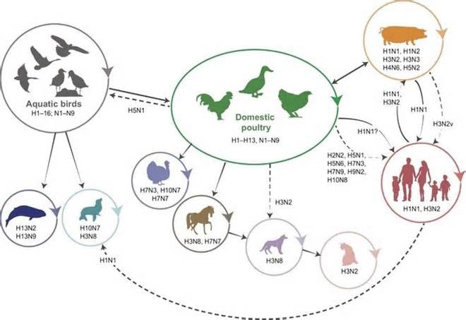 Cuối năm, Bộ Y tế cảnh báo nguy cơ lây nhiễm cúm gia cầm