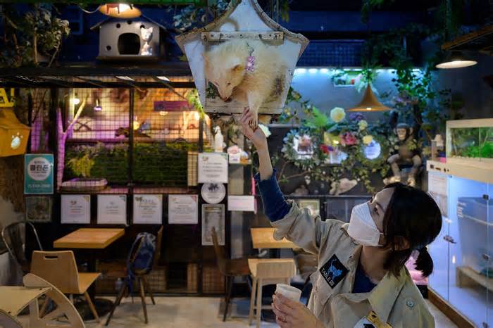 Quán cà phê động vật thành tâm điểm tranh cãi ở Hàn Quốc