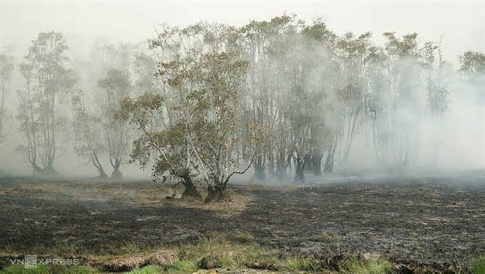 'Cháy rừng ít ảnh hưởng chim, cò ở Tràm Chim'