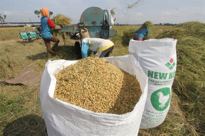 Indonesia xoa dịu lo ngại về nguồn cung gạo