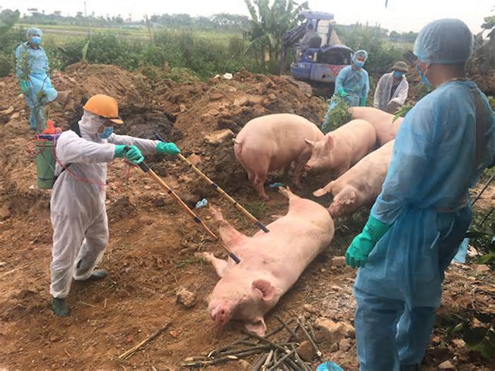 Dịch tả lợn châu Phi bùng phát mạnh: Có vắc xin, nhưng ít tiêm