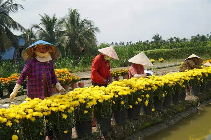 Cúc Hà Lan nở sớm vì thời tiết, nhà vườn Đồng Tháp lặt cánh bán cầm chừng dịp Tết