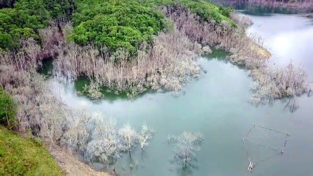 Thủy điện tích nước chết 25ha rừng: đề xuất xử lý hàng loạt cán bộ