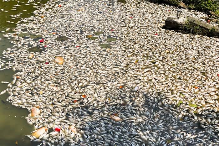 Cá trong hồ Bàu Sen ở Quy Nhơn bất ngờ chết hàng loạt