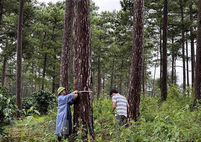 Lâm Đồng: Rừng thông bị đầu độc đã phục hồi tốt sau khi được giải cứu