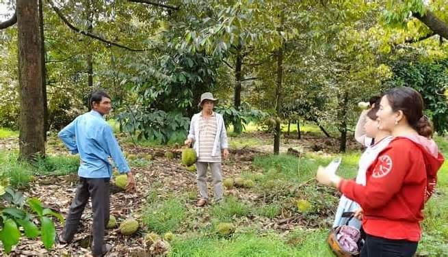 Bình Thuận: Giông lốc, 900 cây sầu riêng đổ, nông dân mất trắng 60 tỷ đồng