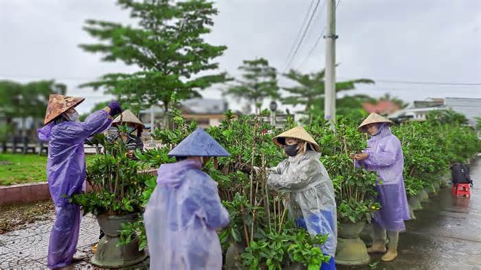 Thủ phủ mai vàng tất bật 'trẩy lá'