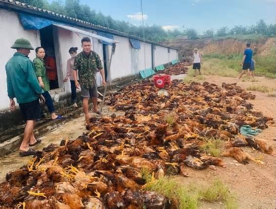 Người dân chung tay giải cứu' 8.000 con gà chết ngạt