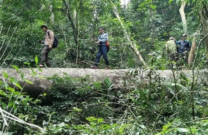 Vụ phá rừng xảy ra gần 2 năm, gỗ bị đốn hạ vẫn nằm giữa rừng đợi điều tra