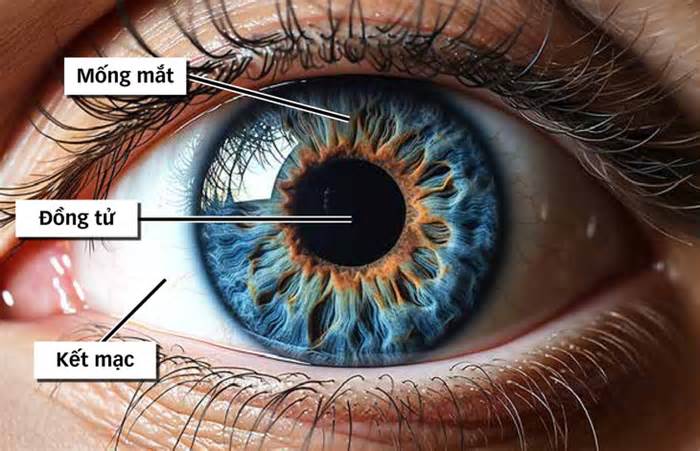 Vì sao mống mắt được thu thập làm dữ liệu căn cước?