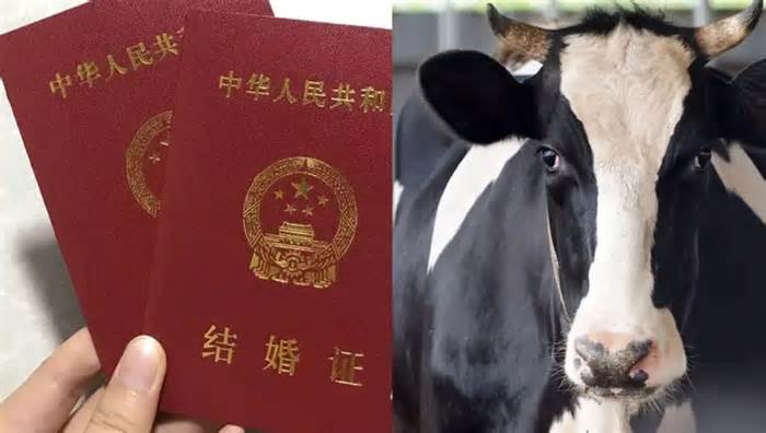 Bão mạng Trung Quốc: Không xu dính túi, lấy vợ chỉ vì 2 con bò