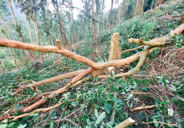 Làm rõ vụ việc gần 8.000 m2 cây rừng ở Vườn Quốc gia Tam Đảo bị chặt hạ