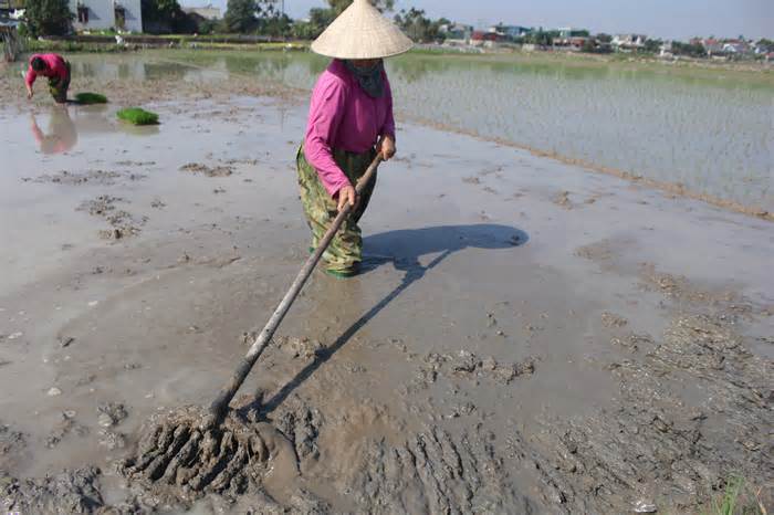 Rét đậm dưới 10 độ, người dân Thanh Hóa vẫn xuống đồng cấy lúa