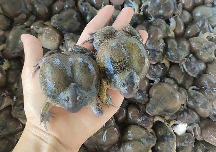 250.000 đồng một kg ếch òn Ninh Thuận