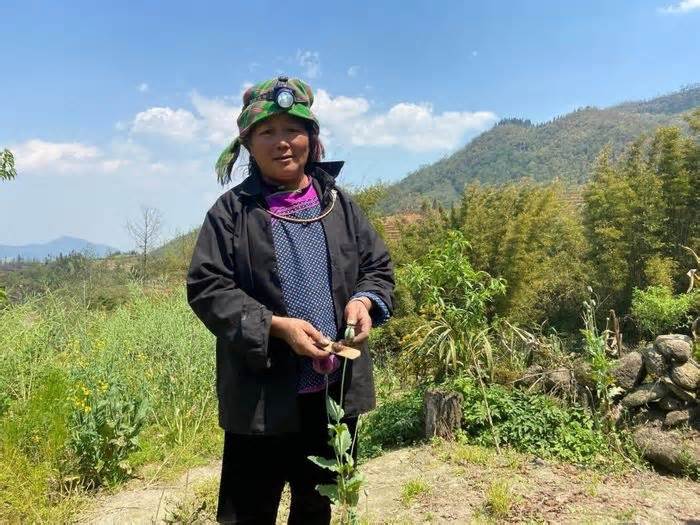 Lào Cai: Bắt người phụ nữ trồng gần 2.000 cây thuốc phiện trong vườn