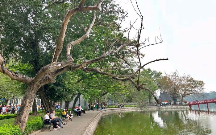 Xử lý 3 cây sưa chết ở khu vực hồ Hoàn Kiếm như thế nào?
