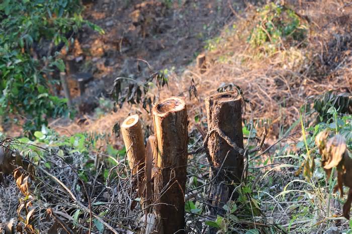 Phạt 11 triệu đồng người chặt cây trên núi Nhỏ, buộc trồng lại cây đã chặt