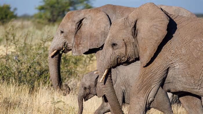 Hạn hán nghiêm trọng, Namibia có kế hoạch tiêu hủy hơn 700 loài động vật hoang dã để phân phối thịt cho người dân gặp nạn đói