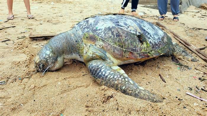 Bà Rịa-Vũng Tàu: Phát hiện xác rùa biển trôi dạt vào bãi biển
