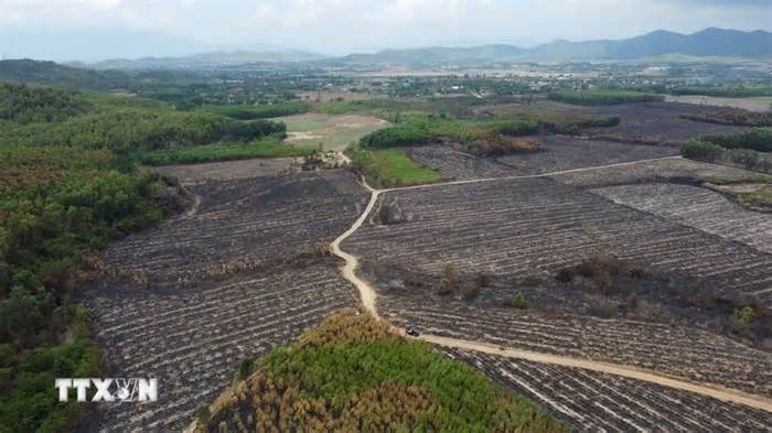 Khánh Hòa: Hỏa hoạn đã thiêu rụi hàng chục hécta rừng keo và ruộng mía