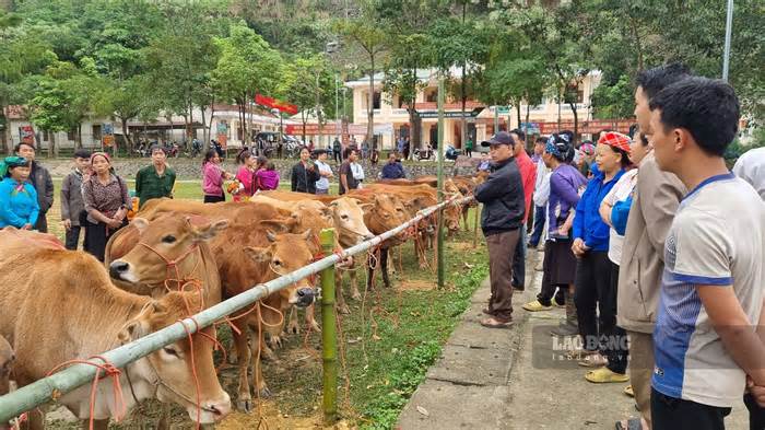 Quỹ Tấm lòng Vàng tặng bò giống, lồng cá cho người nghèo tại Hà Giang