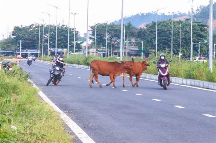 Nguy hiểm bò thả rông trên nhiều tuyến đường ở Đà Nẵng