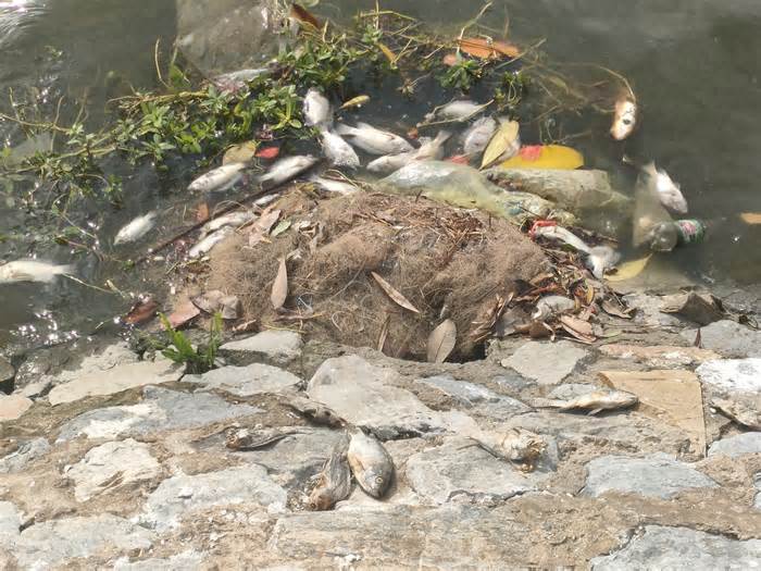 Vẫn còn tình trạng cá chết bốc mùi khó chịu ở hồ An Biên Hải Phòng