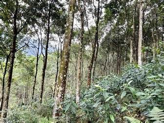 Quy định về hỗ trợ đầu tư trồng rừng gỗ lớn từ tháng 7.2024