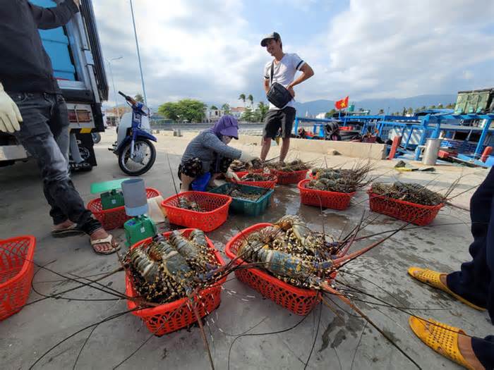 Tôm hùm bông ở Khánh Hòa bị đen mang, chết hàng loạt