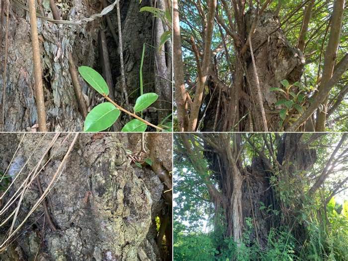 Cây đa cổ 600 năm tuổi ở Thái Bình bị chết đứng nhiều năm