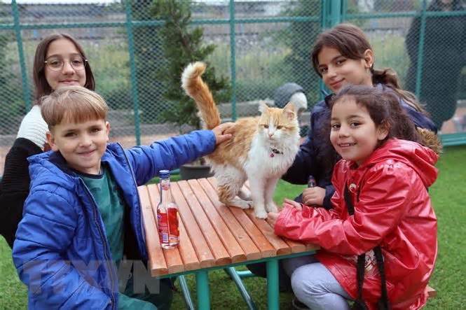 Cat Town: Nơi trú ẩn yên bình cho mèo hoang tại Thổ Nhĩ Kỳ