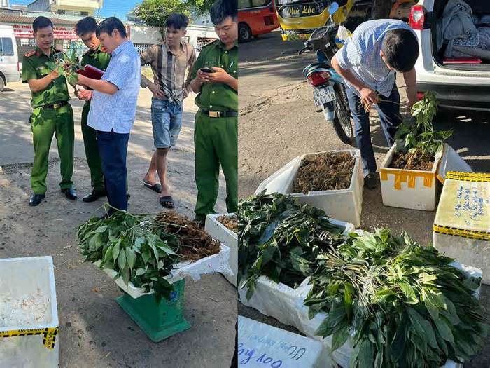 Điều tra, xác minh 40kg củ và lá giống sâm Ngọc Linh tại bến xe Kon Tum