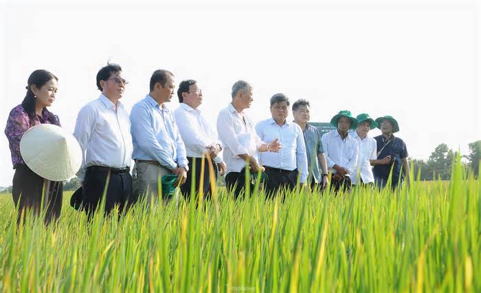 Tỉnh Trà Vinh đã thành nông thôn mới