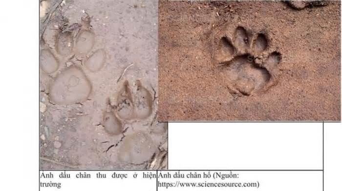Khả năng 2 dấu chân lớn phát hiện tại Sơn La không phải là của hổ