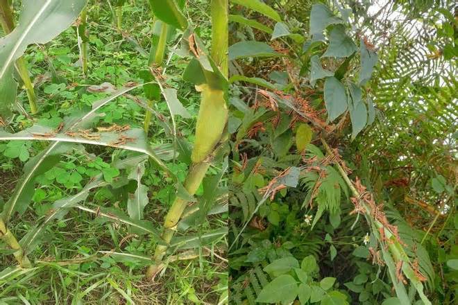 Gần 500 ha cây trồng bị châu chấu lưng vàng gây hại ở Cao Bằng