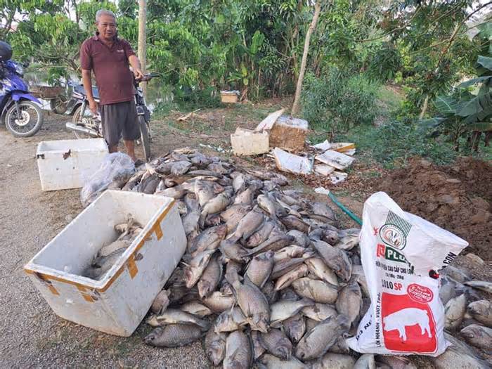 Cá chết trắng ở Sơn La nghi do nước thải chế biến cà phê