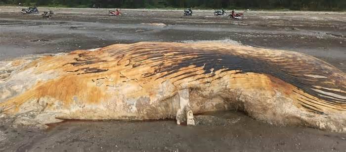 Một phần xác cá voi lớn dạt vào bờ biển Nghệ An