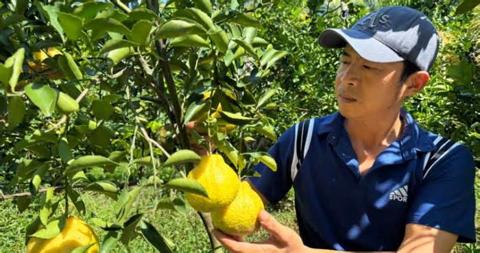 Gieo mầm nông sản lạ trên đất miền Tây