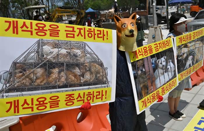 Hàn Quốc nêu dự định luật hóa việc cấm ăn thịt chó