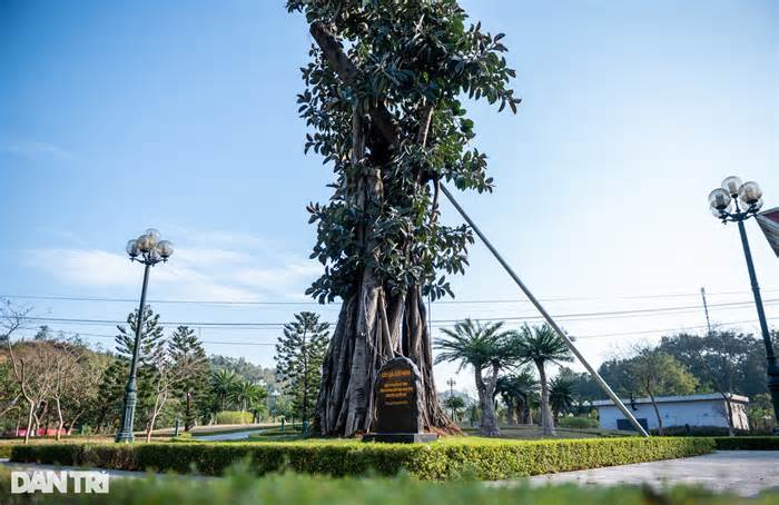 Cây đa đặc biệt trong khuôn viên cửa khẩu Hữu Nghị Việt - Trung