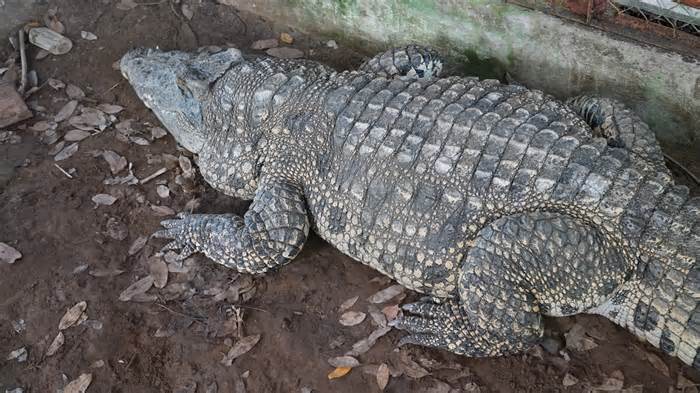 Cận cảnh cá sấu hơn 40 tuổi có trọng lượng hơn 200kg ở Hậu Giang