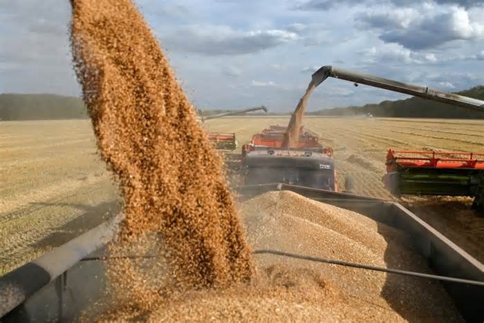 Nga kéo dài thêm 6 tháng lệnh cấm xuất khẩu gạo và yến mạch