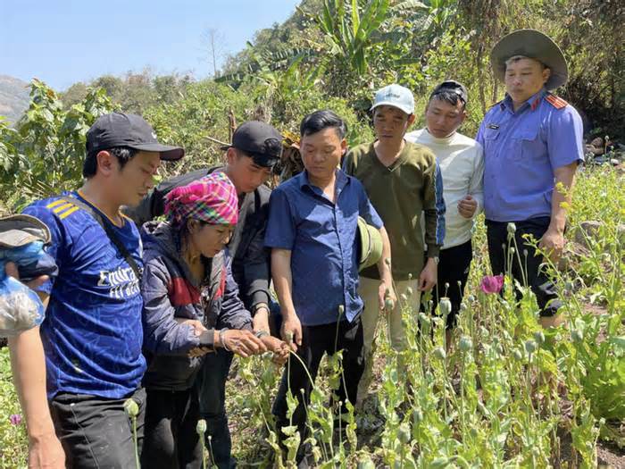 Lén lút trồng thuốc phiện giữa rừng sâu, đang khai thác thì bị bắt