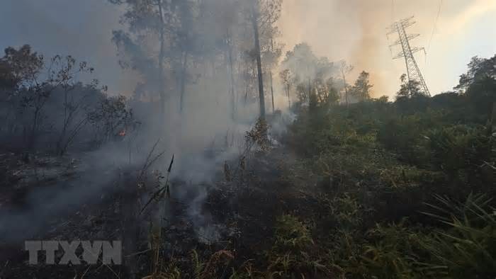Thừa Thiên-Huế: Đã dập tắt đám cháy tại rừng thông nhiều năm tuổi