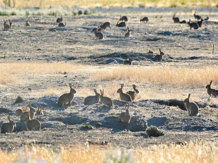 Thỏ hoang bùng nổ, Úc đau đầu với 'đội quân' hơn 200 triệu con