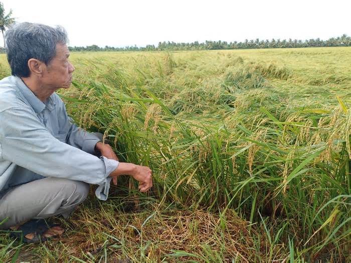 1.700 ha lúa sắp thu hoạch bị đổ ngã do mưa