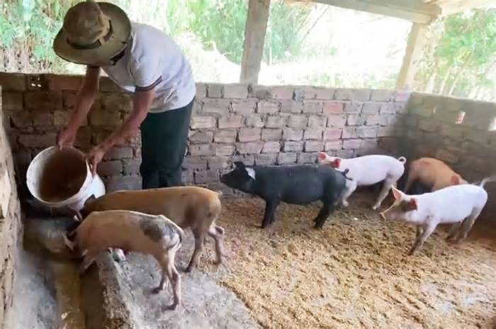 Quảng Nam hỗ trợ dân khi dừng hoạt động chăn nuôi ở nơi không được phép
