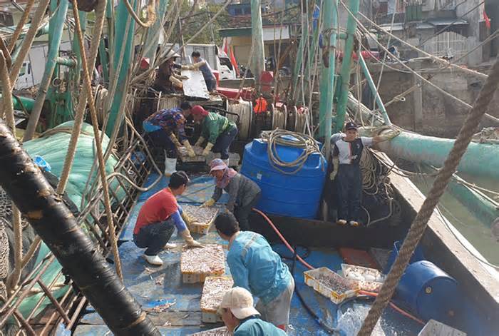 Ngư dân Nghệ An trúng đậm cá cơm